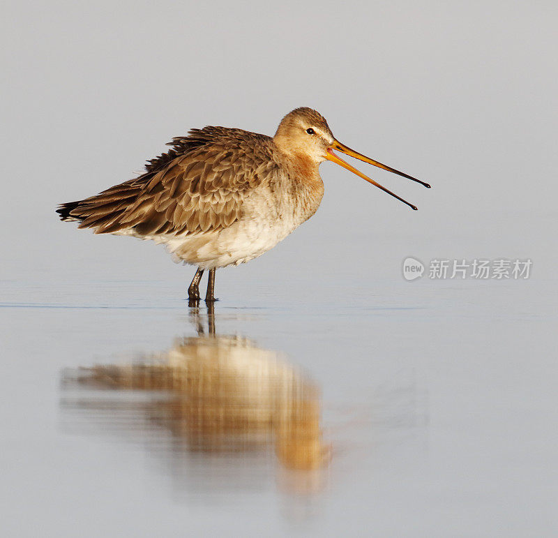 黑尾白鲸(Limosa Limosa)的叫声